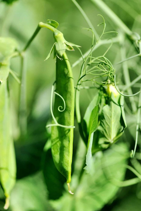 Identifier et utiliser les plantes comestibles locales lors de randonnées